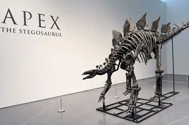For the first time in history, a dinosaur fossil is up for auction